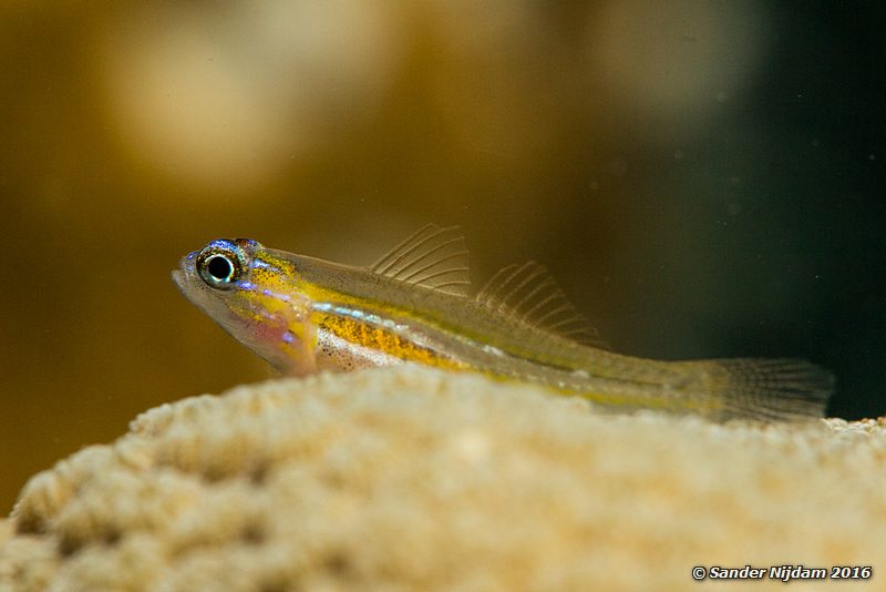 Peppermint Goby (Coryphopterus lipernes), Windsock, , Bonaire