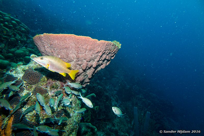 Schoolmaster (Lutjanus apodus) with Brown Chromis (Chromis multilineata) in front of netted barrel sponge (Verongula gigantea), Sara's smile, , Bonaire