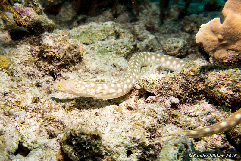 Sharptail Eel (Myrichthys breviceps), Sara's smile, , Bonaire