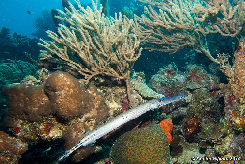 Trumpetfish (Aulostomus maculatus), Tori's reef, , Bonaire