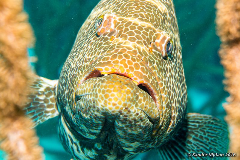 Tiger grouper (Mycteroperca tigris), Angel City, , Bonaire