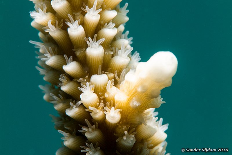 Staghorn coral (Acropora cervicornis), Angel City, , Bonaire