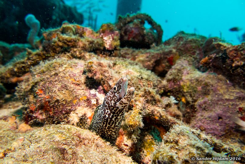 Spotted Moray (Gymnothorax moringa), Salt Pier, , Bonaire