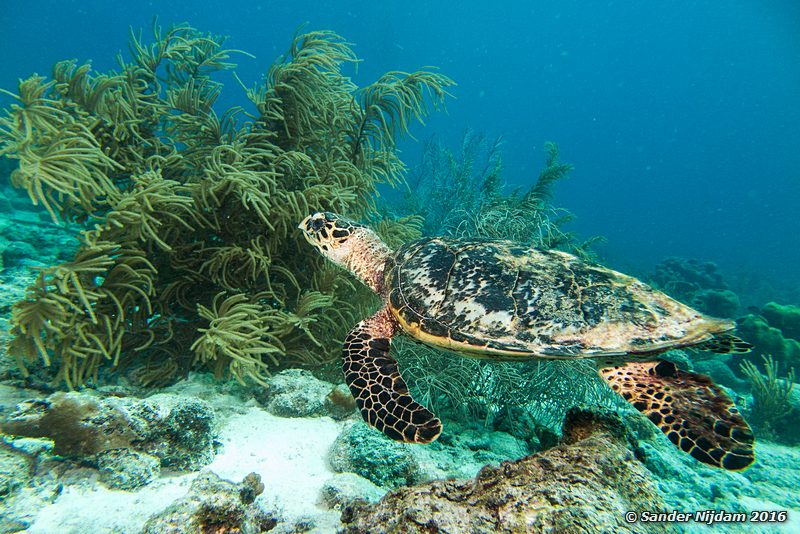 Hawksbill Turtle (Eretmochelys imbriocota), Salt Pier, , Bonaire