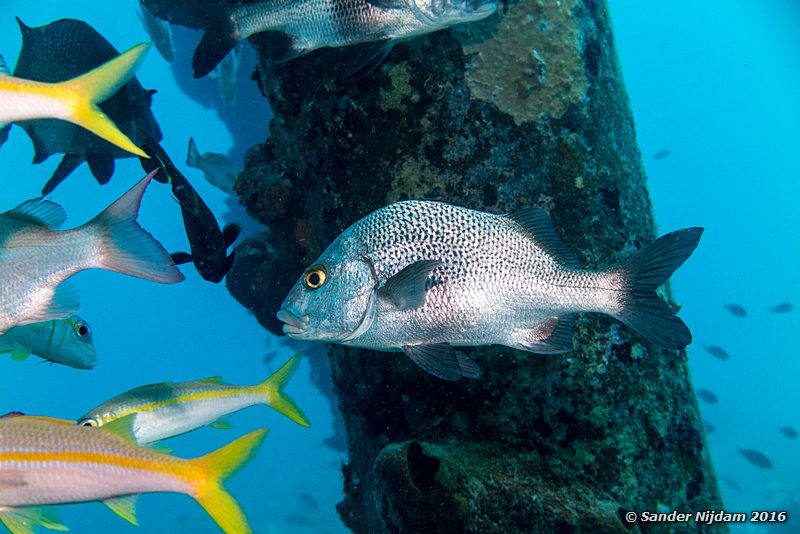 Black Margate (Anisotremus surinamensis), Salt Pier, , Bonaire