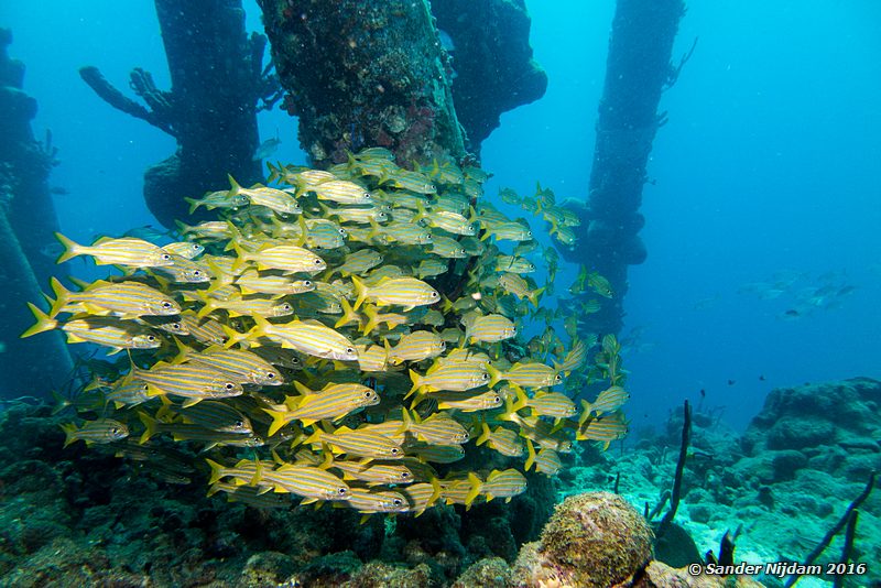 Smallmouth Grunts (Haemulon chrysargyreum), Salt Pier, , Bonaire