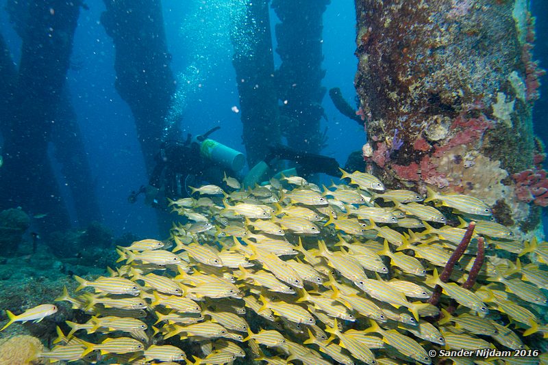 Smallmouth Grunts (Haemulon chrysargyreum), Salt Pier, , Bonaire