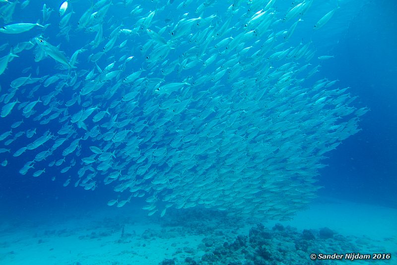 Round scad (Decapterus punctatus), Boca Slagbaai South, , Bonaire