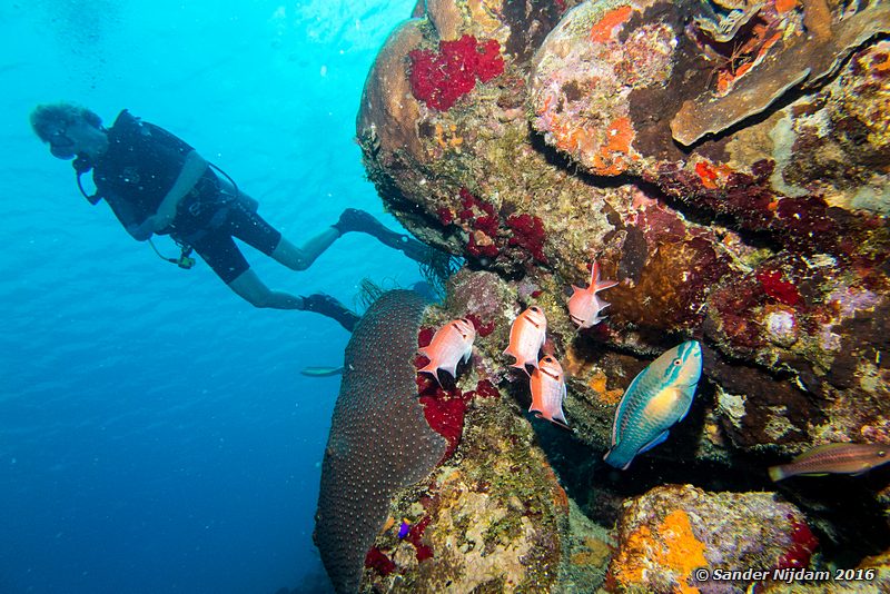 Princess parrotfish (Scarus taeniopterus) and Blackbar Soldierfish (Myripristis jacobus), Boca Slagbaai South, , Bonaire