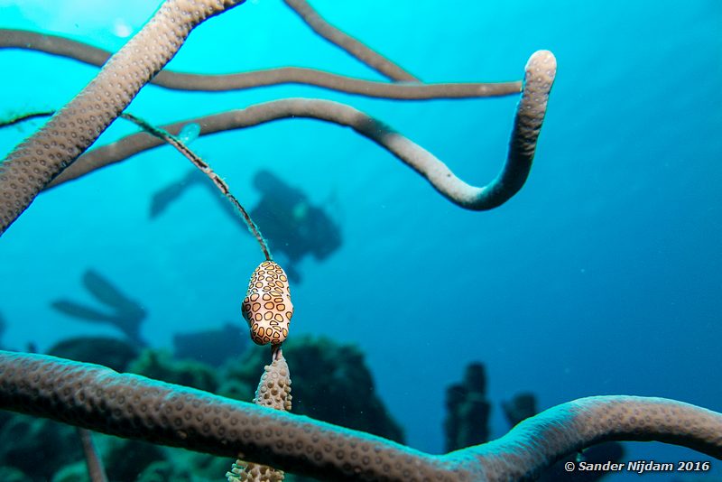 Flamingo Tongue (Cyphoma gibbosum), Boca Slagbaai South, , Bonaire