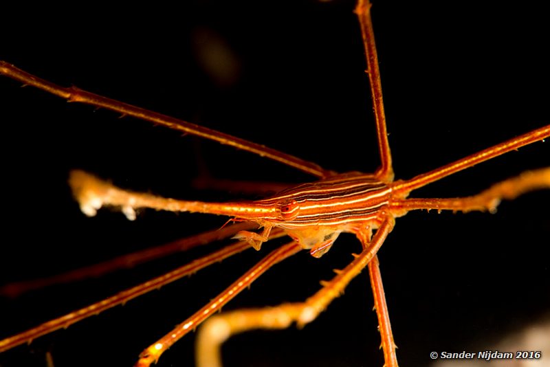 Yellowline Arrow Crab (Stenorhynchus seticornis), Boca Slagbaai South, , Bonaire