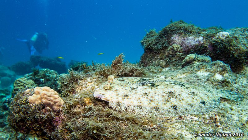 Peacock Flounder (Bothus lunatus), Boca Slagbaai South, , Bonaire