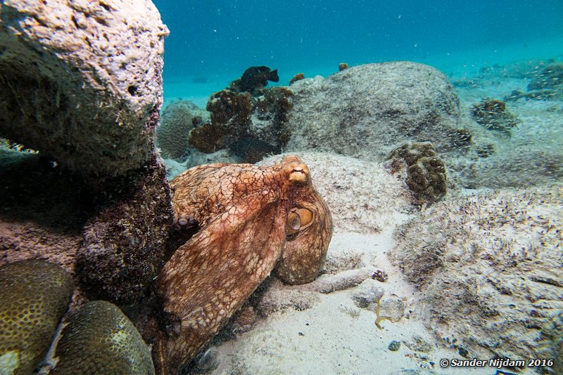 Common Octopus (Octopus vulgaris), Boca Slagbaai South, , Bonaire