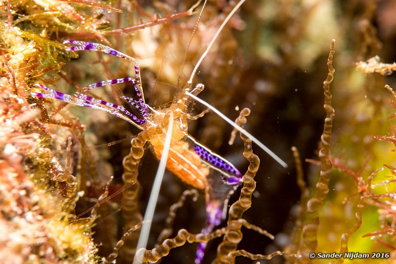 Pederson cleaner shrimp (Ancylomenes pedersoni), Boca Slagbaai North, , Bonaire