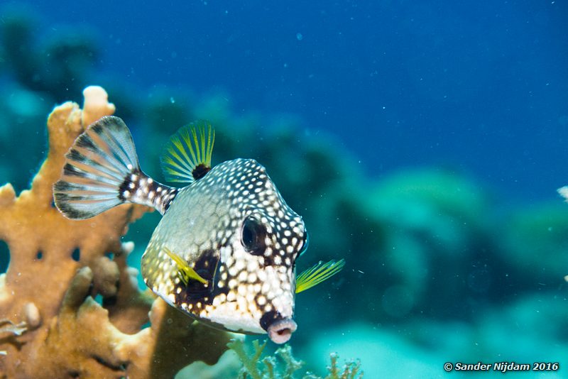 Smooth trunkfish (Lactophrys triqueter), Boca Slagbaai North, , Bonaire