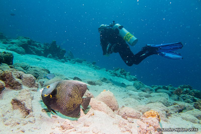 French Angelfish (Pomacanthus paru), Boca Slagbaai North, , Bonaire