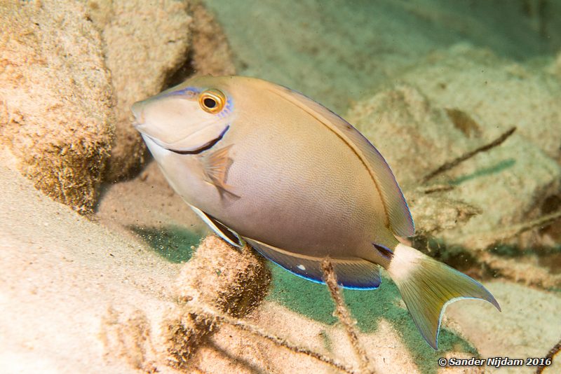 Ocean surgeonfish (Acanthurus bahianus), Red Slave, , Bonaire