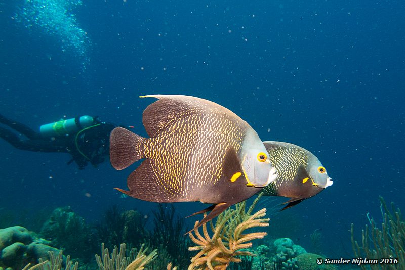 French Angelfish (Pomacanthus paru), Margate Bay, , Bonaire