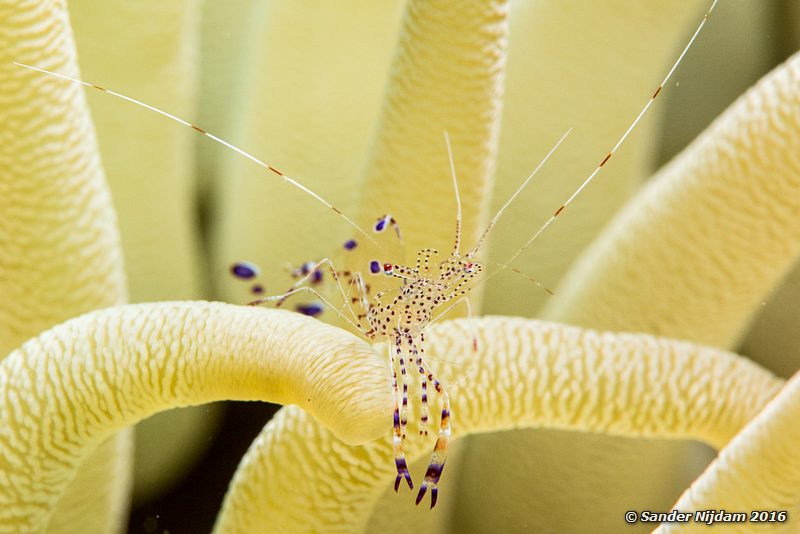 Pederson cleaner shrimp (Ancylomenes pedersoni), Margate Bay, , Bonaire