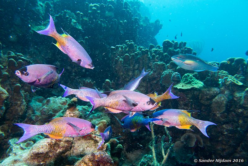 Creolefish (Paranthias furcifer), Ol' Blue, , Bonaire