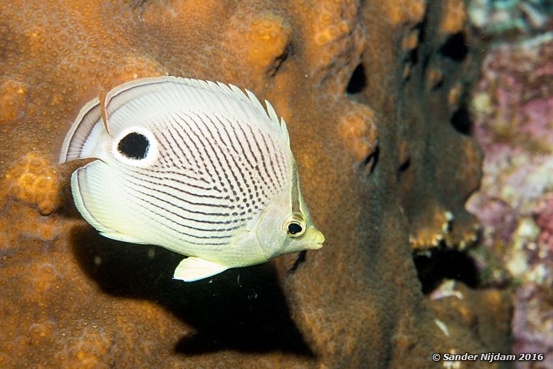 Foureye butterflyfish (Chaetodon capistratus), Sara's smile, , Bonaire