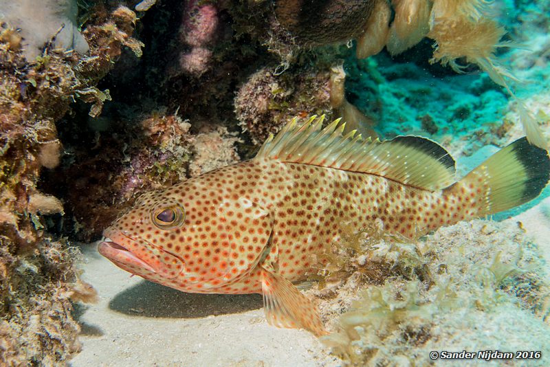 Red Hind (Epinephelus guttatus), Sara's smile, , Bonaire