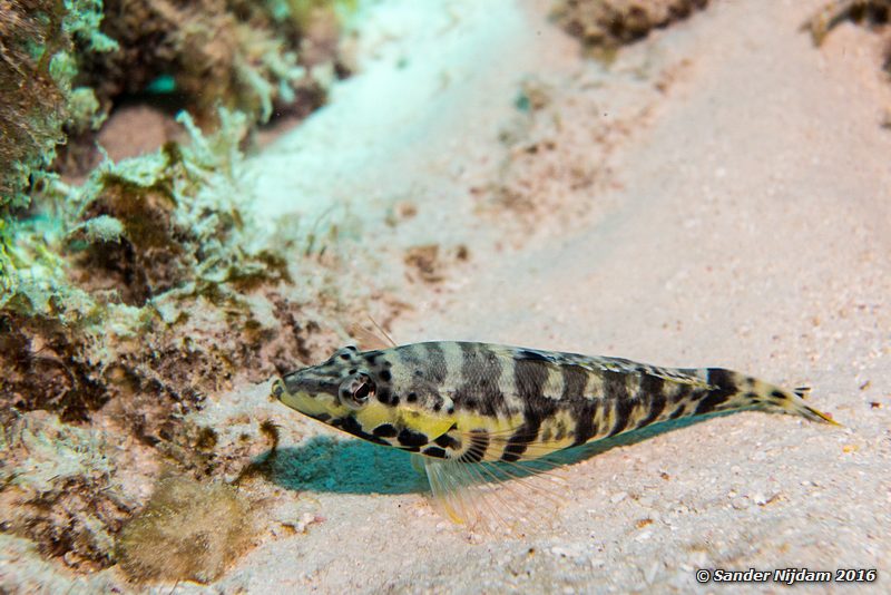 Harlequin bass (Serranus tigrinus), Sara's smile, , Bonaire