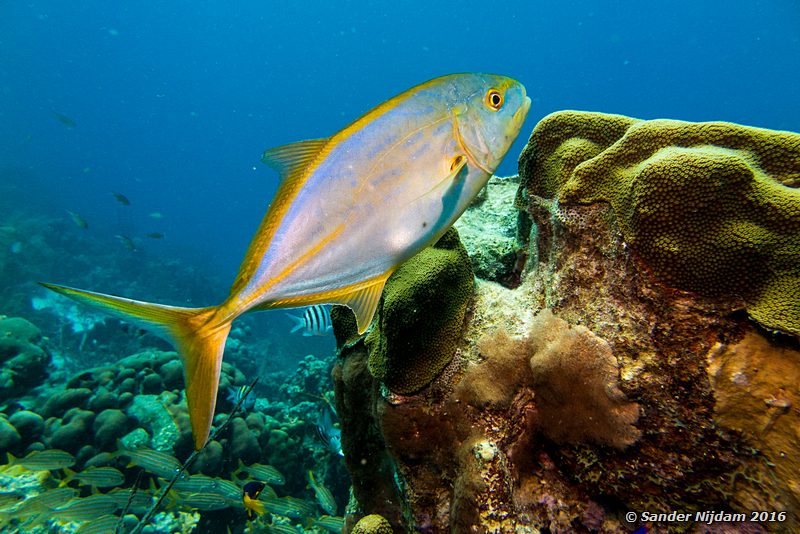 Yellow Jack (Carangoides bartholomaei), Sara's smile, , Bonaire