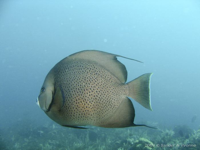 Gray Angelfish, Pomacanthus arcuatus