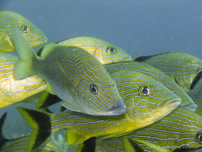 White Grunt (Haemulon plumierii) with Bluestriped Grunts (Haemulon sciurus)