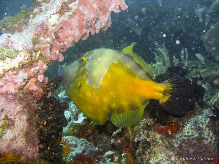 Whitespotted filefish (Cantherhines macrocerus)