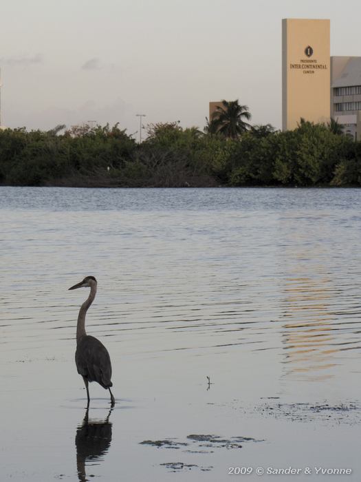 Great Blue Heron (Ardea herodias)