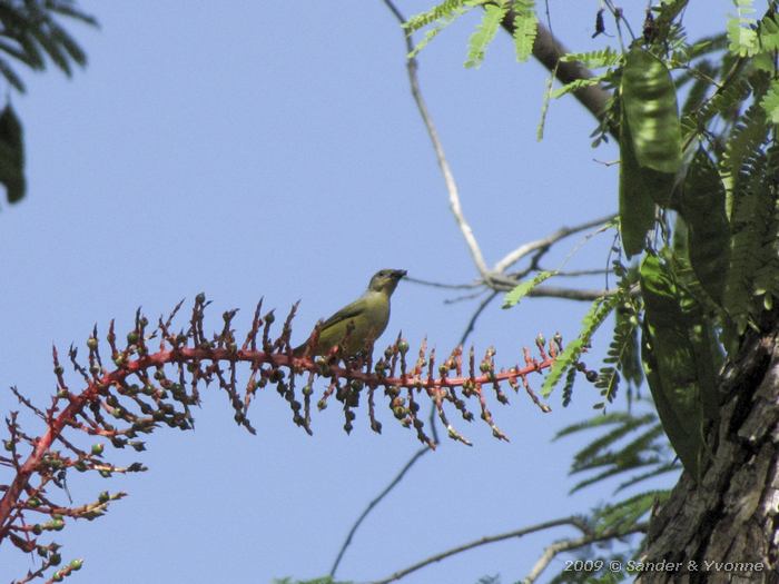 Tropical Kingbird (Tryannus melancholicus)