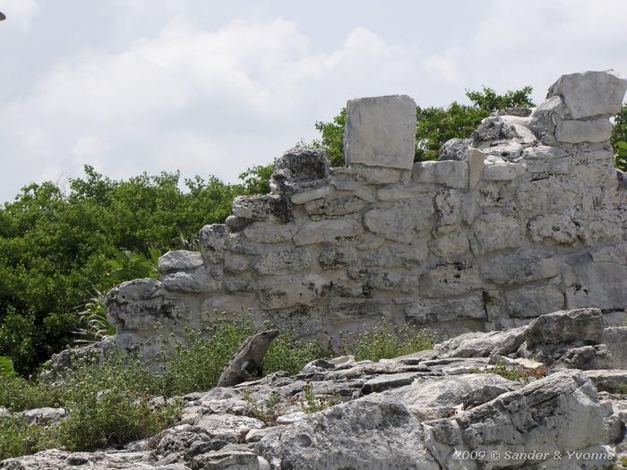 Iguana in El Rey archeological site, Cancun