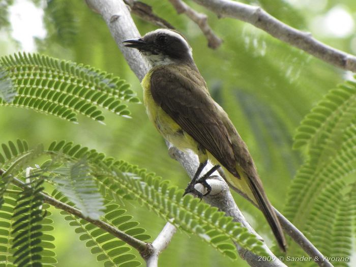 Boat-billed Flycatcher (Megarynchus pitangua)