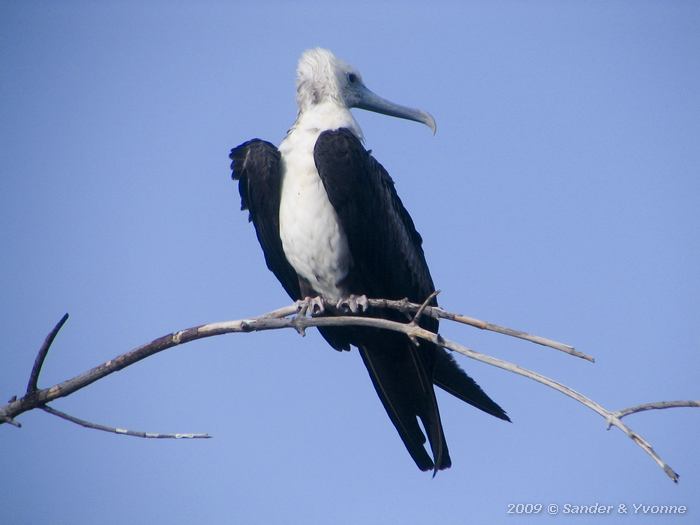 Magnificent Frigatebird (Fregata magnificens)