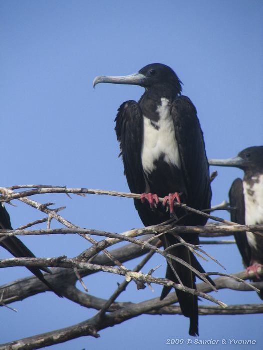 Magnificent Frigatebird (Fregata magnificens)