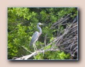 Witbuikreiger