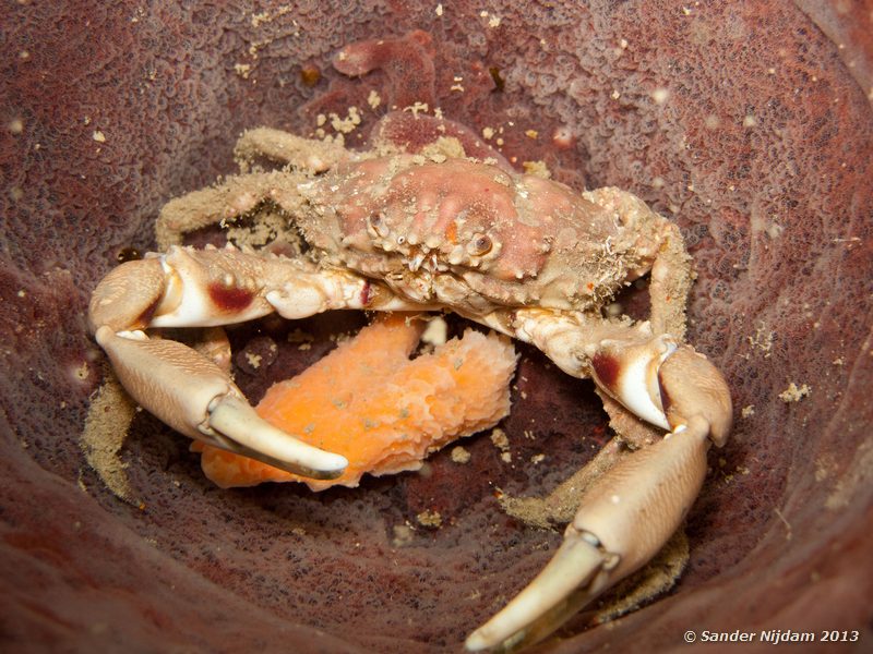 Channel clinging crab (Mithrax spinosissimus) Grandmothers Garden, Bocas del Toro, Panama