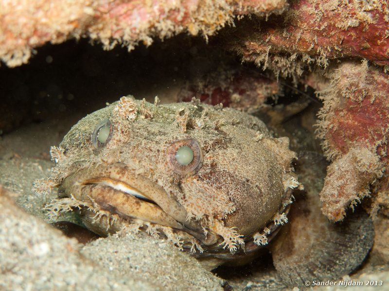 Sapo bacon (Amphichthys cryptocentrus) Grandmothers Garden, Bocas del Toro, Panama