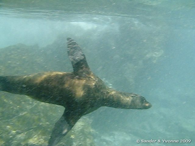 Zalophus wollebaeki in Gardner bay, Espanola eiland