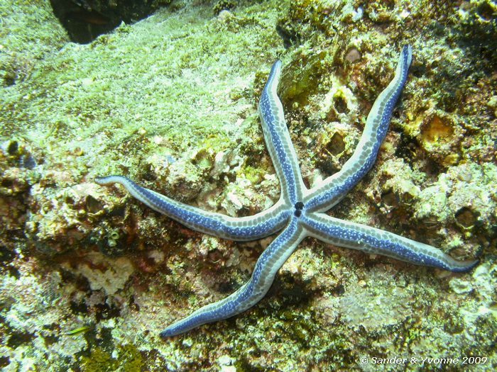 Pharia pyramidata, North Seymour