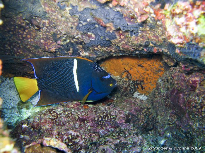 Holacanthus passer, North Seymour