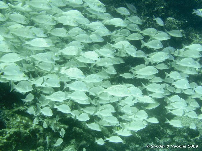 Orthopristis forbesi, North Seymour