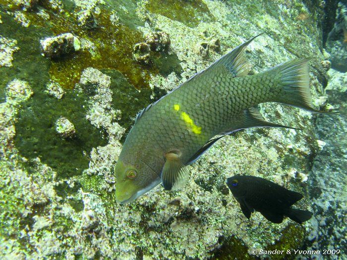 Bodianus diplotaenia, Mosquera