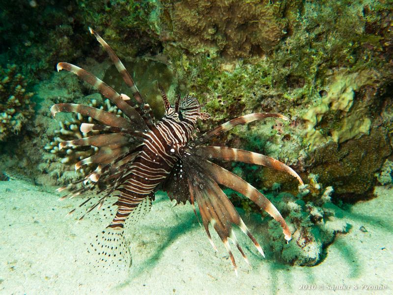 Common lionfish (Pterois volitans)