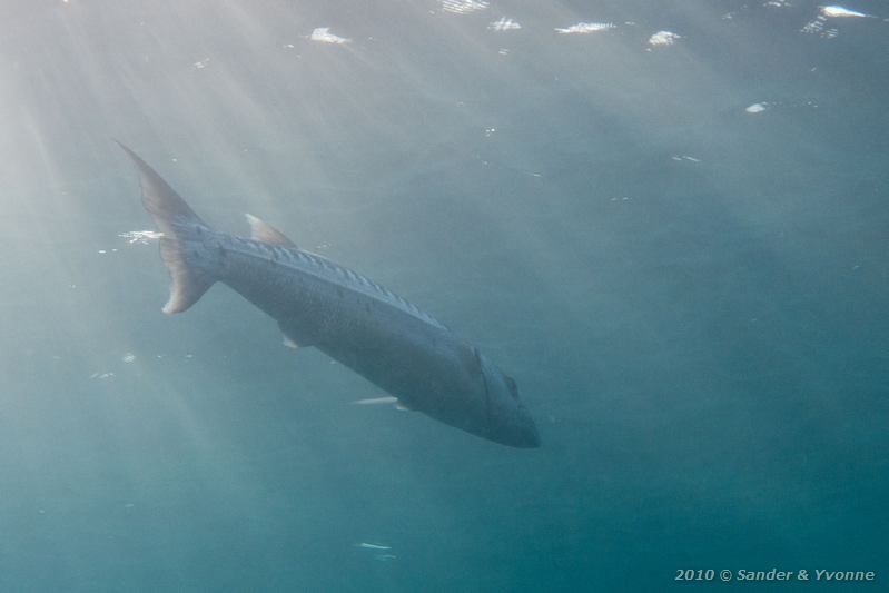 Great barracuda (Sphyraena barracuda)