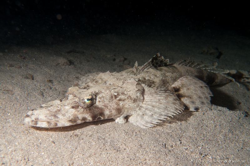 Carpet flathead (Papilloculiceps longiceps)