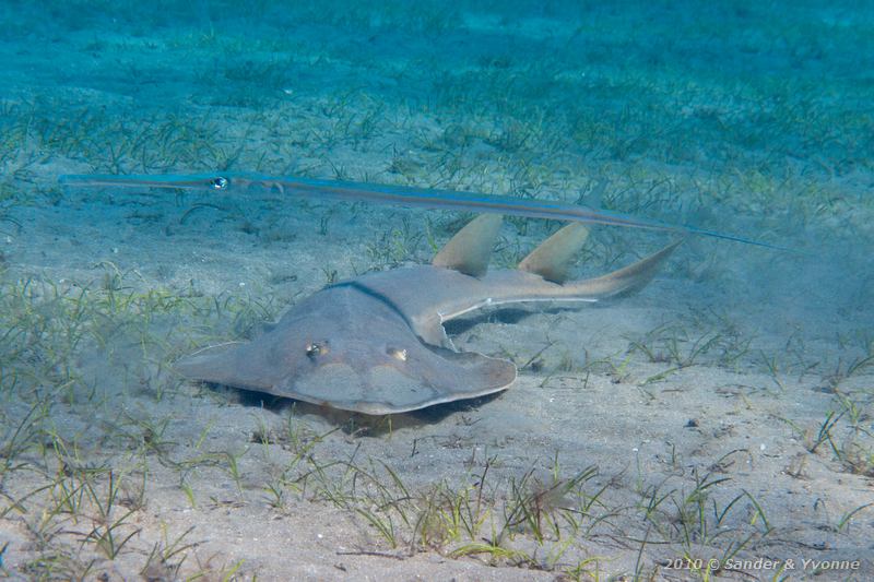 Halavi's guitarfish (Glaucostegus halavi) with cornetfish (Fistularia commersonii)