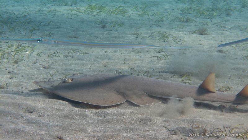 Halavi's guitarfish (Glaucostegus halavi) with cornetfish (Fistularia commersonii)